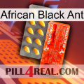 African Black Ant new01